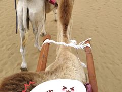 -银肯塔拉沙漠生态旅游景区