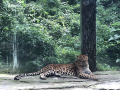 -贵州森林野生动物园