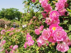 -宜兴龙背山森林公园