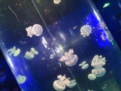 -青岛海底世界-水族馆