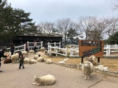 -神户市立六甲山牧场
