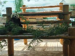 -西霞口神雕山野生动物世界