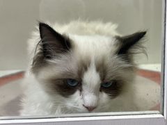 -青奢宠物·青奢猫舍