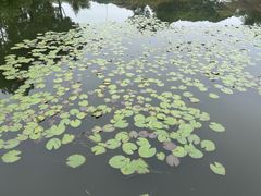 -金银湖国家城市湿地公园