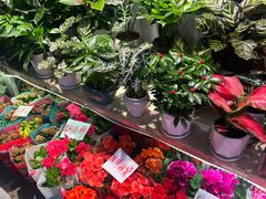 -花鸟鱼虫鲜花绿植市场(玉泉路店)