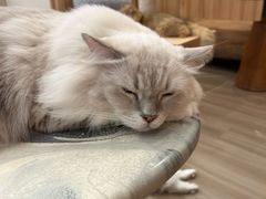 -瞄一喵猫咖(格力海岸店)