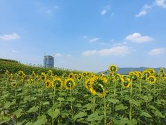 -光明小镇欢乐田园