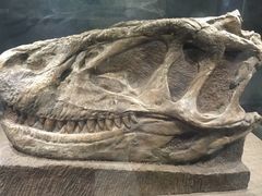 -自贡恐龙博物馆