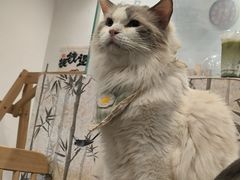 -楼上猫咖(罗湖店)