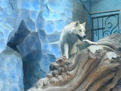 -泉城欧乐堡海洋极地世界