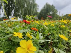 -石家庄市植物园