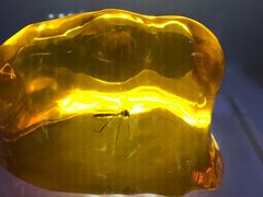 -侏罗纪世界电影特展(广州站)