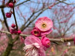 -花开海上生态园