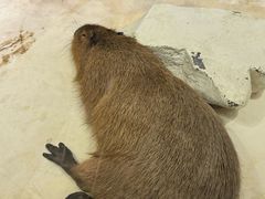 -重庆欢乐海底世界