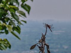 -凤栖山