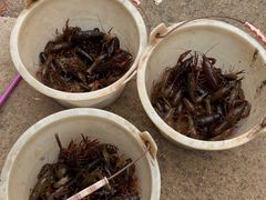 -同銮特种养殖场·龙虾垂钓