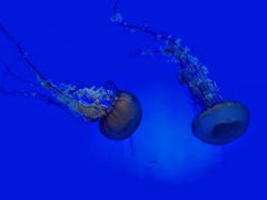 -上海海洋水族馆