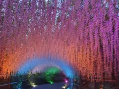 -大塘金香草谷