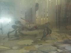 -巽寮印象美食部落餐厅·海鲜·地方特色菜(惠州体验店)