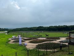 -济州森林小火车生态公园