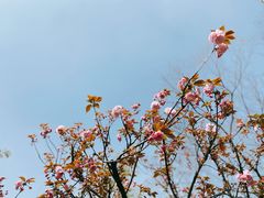-新虹桥中心花园