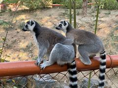 -北京野生动物园