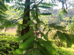 -铁山坪森林公园