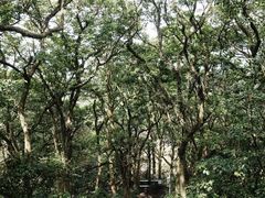 -海口火山口国家地质公园