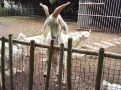 羊-鸿华度假酒店