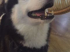 -Husky Go! 哈士奇体验馆·宠物咖啡厅狗咖