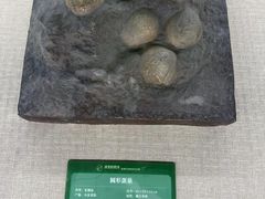 -珠海市博物馆