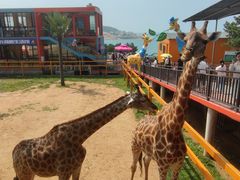 -西霞口神雕山野生动物世界