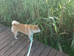 -深圳观澜格兰云天国际酒店