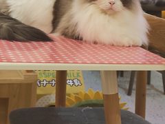 -滚猫咖啡·猫咖·猫友好撸猫(未来城店)
