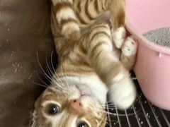-瑞派康怡24h宠物医院·犬猫医疗中心·微创绝育(瑞景分院)