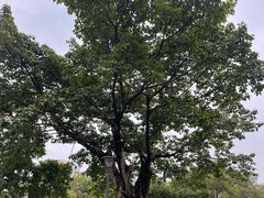 -沙河三洞古桥公园
