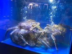 帝王蟹-新加坡珍宝海鲜JUMBO Seafood(西安skp店)