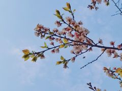 -重庆园博园