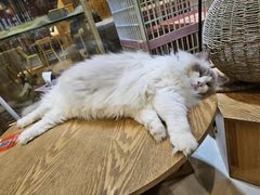 -藏猫猫咖啡主题馆(中央大道店)