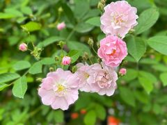 -上海市平和双语学校