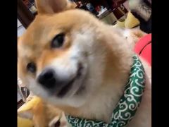 -逗柴咖啡屋·狗咖猫咖宠物桌游
