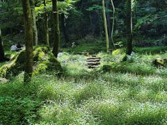 -牛背梁国家森林公园