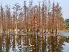 -白鹭湾湿地公园