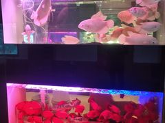 -中环花鸟鱼虫市场