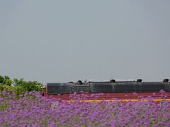 -西京湾花海