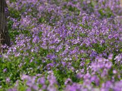 -西湖风景区-江洋畈生态公园