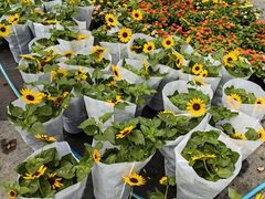 -龙大花卉苗木市场