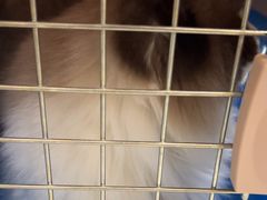 -安安宠医宠物医院·异宠·犬猫内科(岳阳分院)