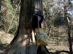 -天目山大树王景区