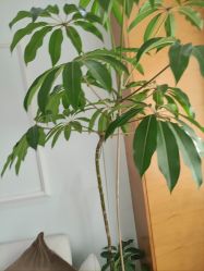 -HEYAN荷妍专业脱毛连锁机构